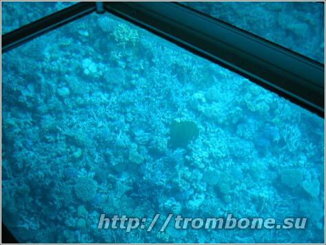 Под водой Красного моря 4