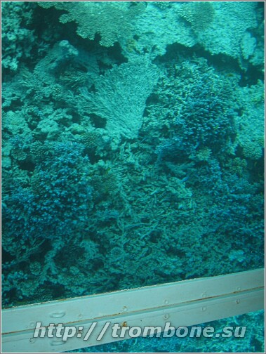 Под водой Красного моря 7