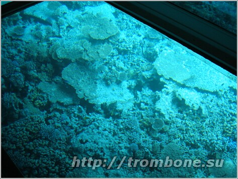 Под водой Красного моря 11