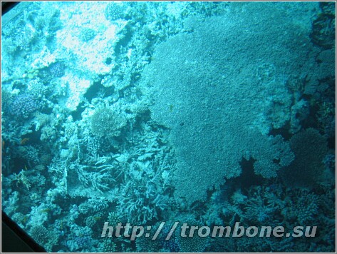 Под водой Красного моря 12